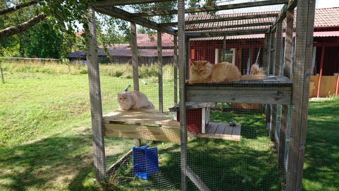 Två katter på trähyllor i en utomhus kattgård med grönt gräs och röda byggnader i bakgrunden.