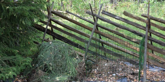 Gjord komposthörna med gamla gärdesgårdspinnar och trädgårdsavfall vid sidan av ett grönt staket.