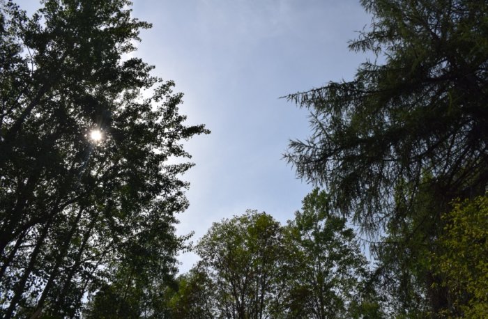 Vy av himlen genom trädtoppar i en skog med solstrålar som tränger igenom lövverket.