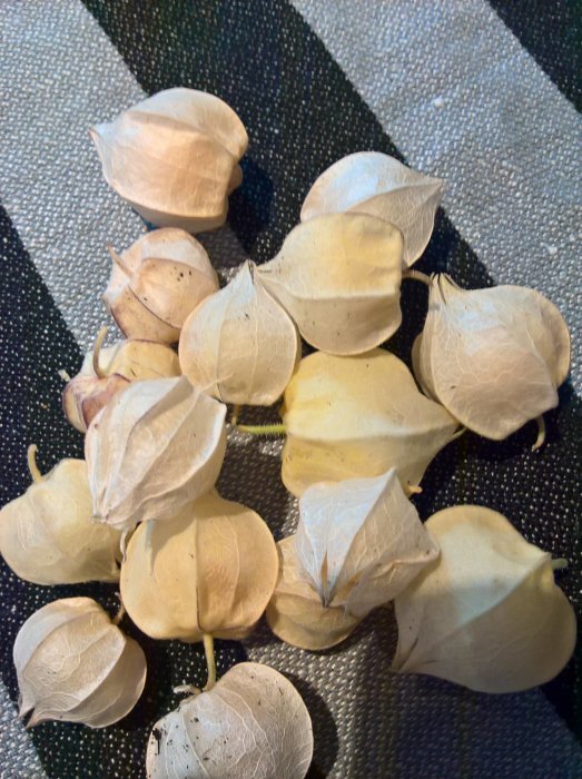 Mogna physalis (kapkrusbär) med sina karakteristiska ljusa höljen på ett svartvitt rutigt underlag.