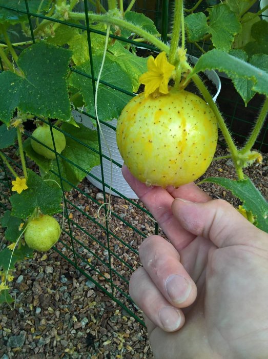 Hand håller ett moget gult physalis (kapkrusbär) medan andra omogna frukter och gröna blad syns i bakgrunden.