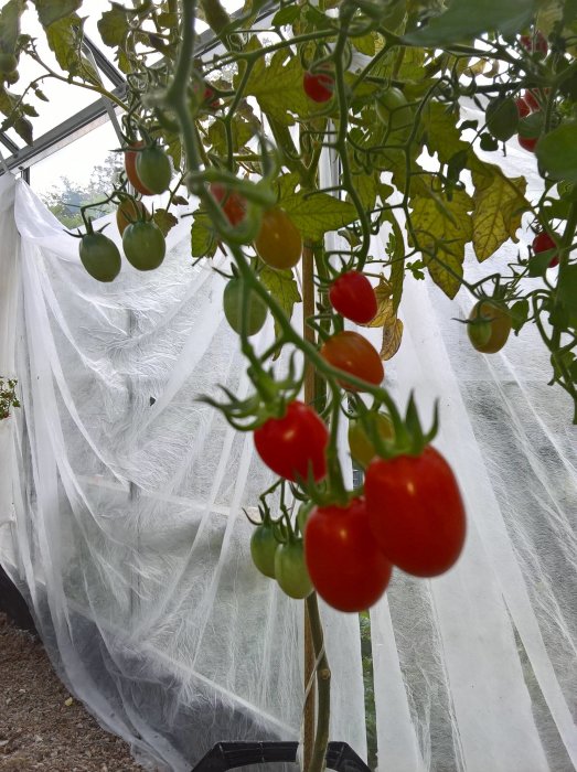 Mogna och omogna röda tomater på en planta i växthus med skyddsnät i bakgrunden.