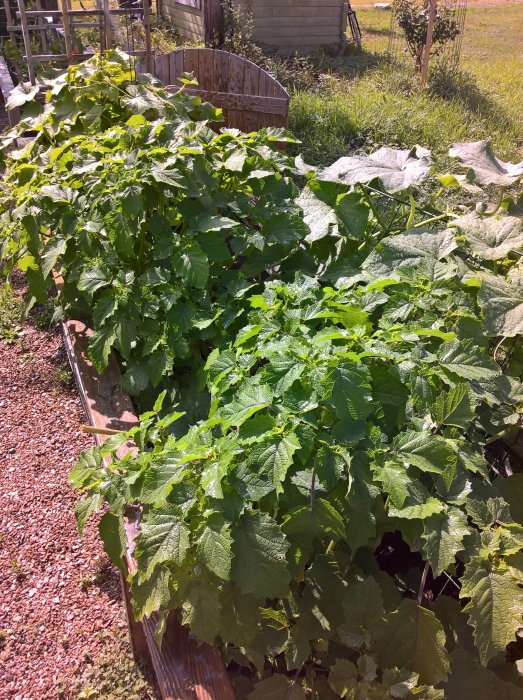 Ett växande trädgårdsland med frodiga physalis- och gurkplantor som tävlar om utrymmet i solljus.