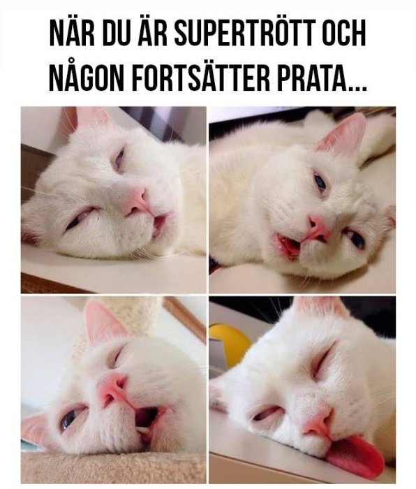 Vit katt ser trött ut i fyra olika positioner med text om att vara trött när någon pratar.