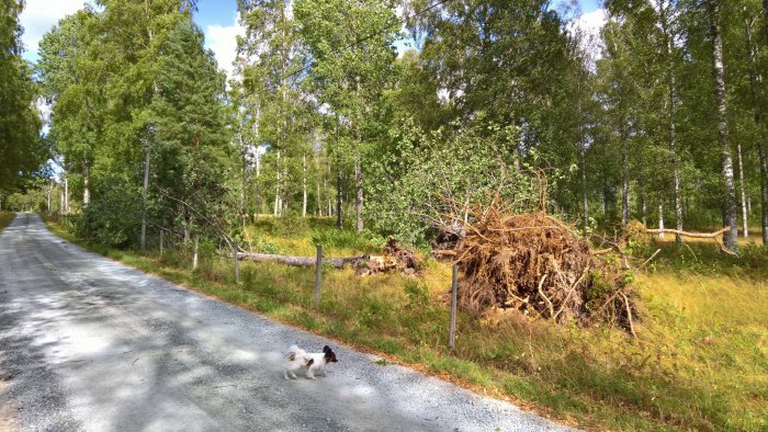 Tre omkullblåsta träd över vägkanten med rotsystem uppåt och en hund på vägen.