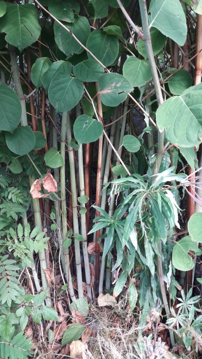 Tät vegetation med stora gröna blad och bambu-liknande stjälkar som misstänks vara parkslide.