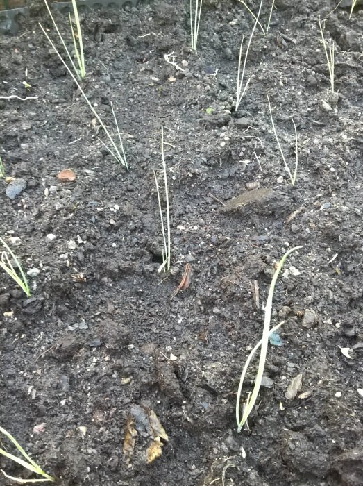 Piplök plantor i jord, nyligen planterade för att växa och skördas senare under året.