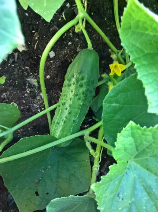 Mogen gurka på växt med gurkblommor och blad runtomkring i en trädgård.