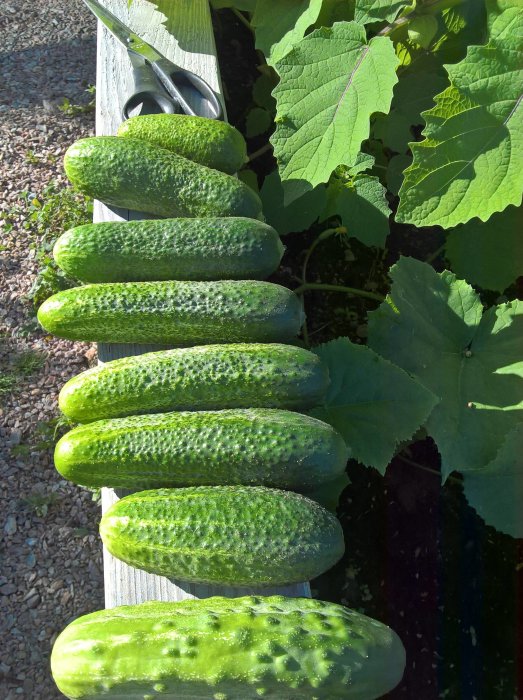 Färskplockade gröna gurkor ligger på en träplank bredvid trädgårdssax med växande gurkplantor i bakgrunden.