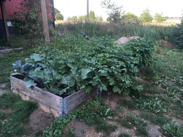 Potatis och kål som växer i en pallkrage i en trädgård med torr mark omkring.