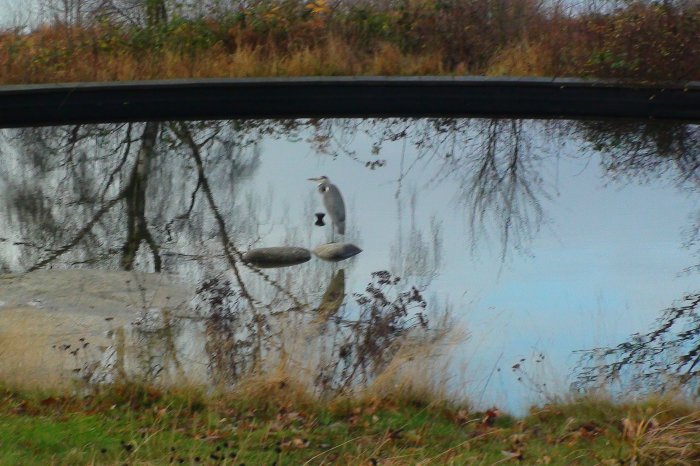 Heron by the pond 15.jpg