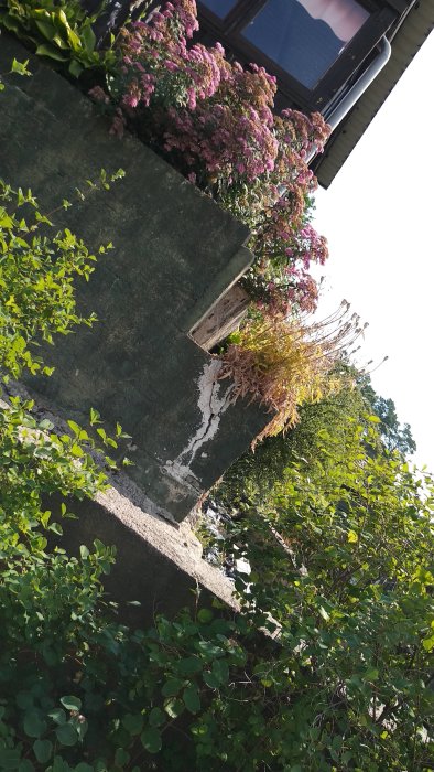 Gammal sutterängmur i betong visar tecken på sprickbildning med växtlighet ovanpå.