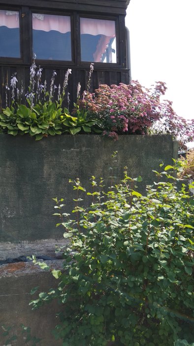 Äldre trappstegsformad stödmur utan armering framför villa, med växtlighet som täcker översta delen.