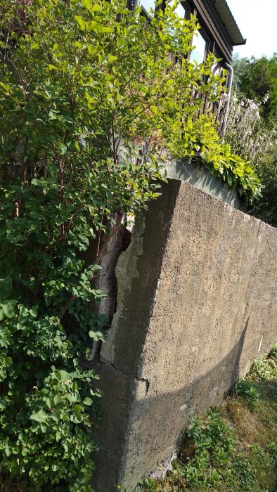 Skadad gammal stödmur i betong utan armering med synliga sprickor och vegetation som växer ovanpå och vid sidan om.