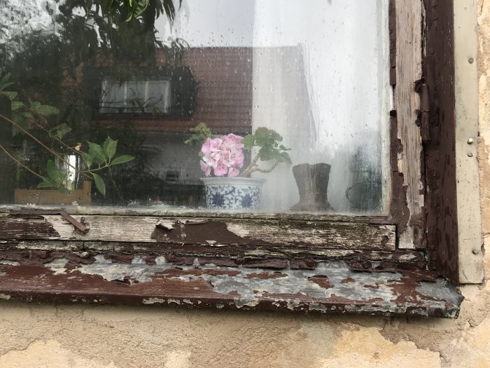 Fönster med skadad färg och karm som visar tecken på förfall, med en blomma synlig inuti.