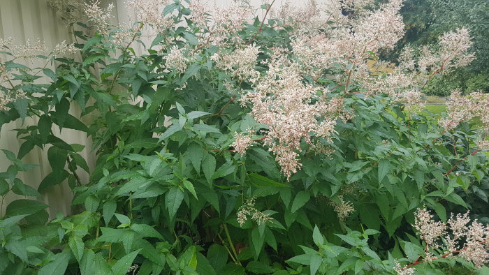 Växt med gröna blad och vita blomklasar vid ett hus, okänd art.