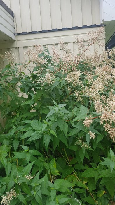 Tätt växande gröna buskar med vita blomklasar framför en husvägg.