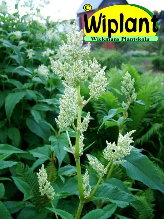 Växt med vitgröna blomklasar, identifierad som pilört, omgiven av gröna blad och vegetation.