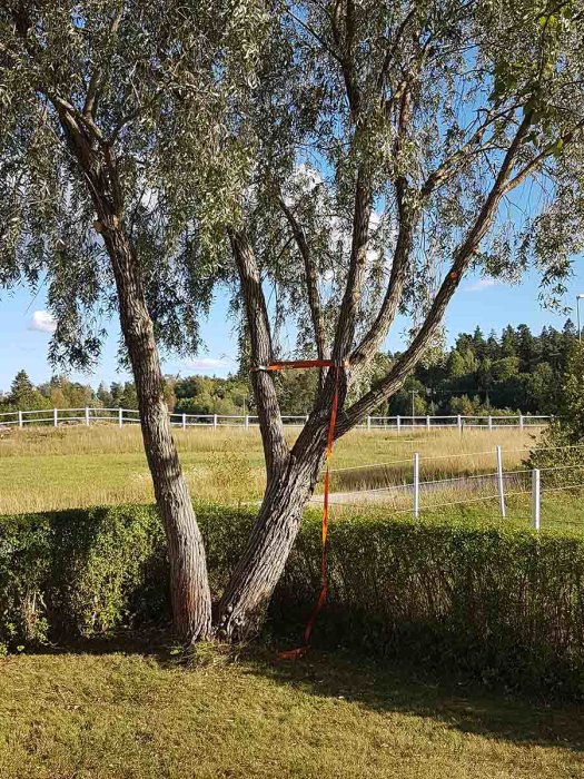 Tvillingstammade pilträd som börjar dela på sig, förstärkt med en orange rem.