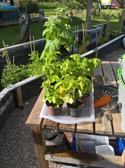 Krukor med växande physalis på en specialvagn i en trädgård med odlingslådor och redskap i bakgrunden.