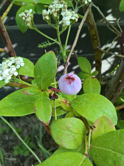Close-up av physalisplanta med både mogen bär och vita blommor.