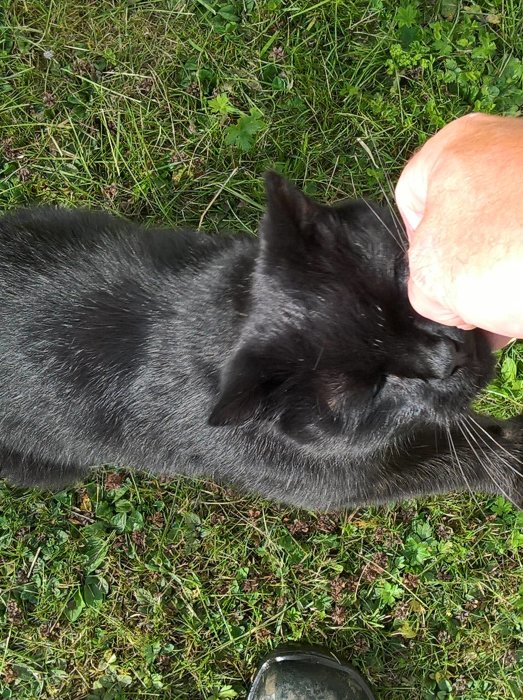 Svart katt som gosar med en människas hand på en gräsmatta.