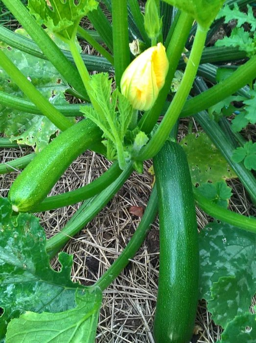 Odling av zucchini med mogna frukter och en gul blomma, omgivet av gröna blad och halm på marken.