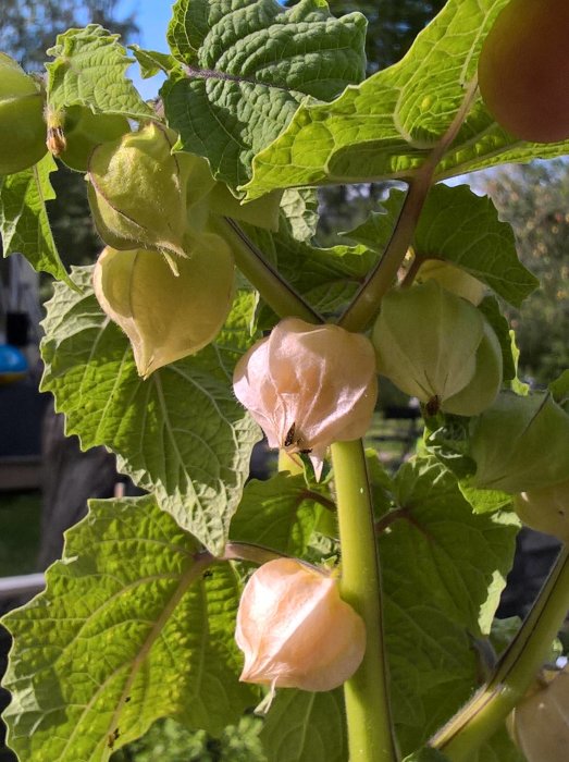 Physalisväxt med mogna, lanternliknande frukter och gröna blad i trädgårdsmiljö.