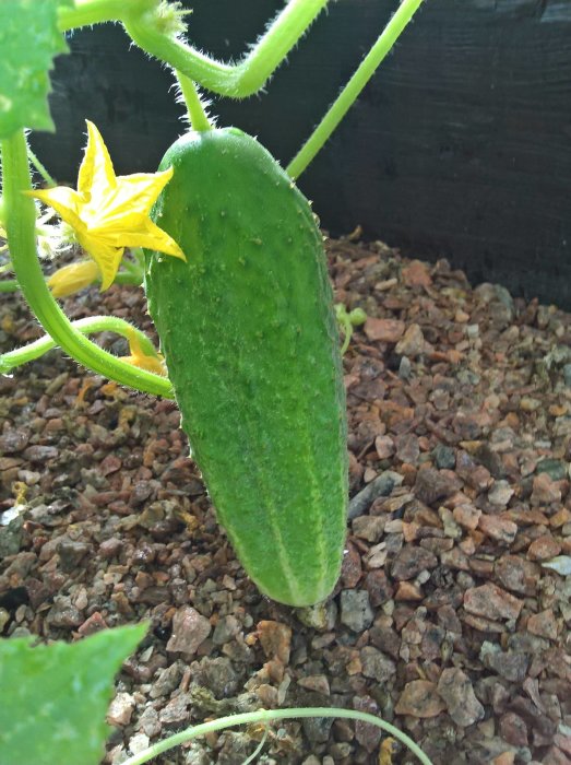 Grönt, frodigt växande gurka med blomma på grusig jord i odlingslåda.