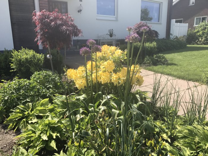 Trädgård med blomstrande gula azaleor, röd blodlönn, grön gräsmatta och grå stenplattor.