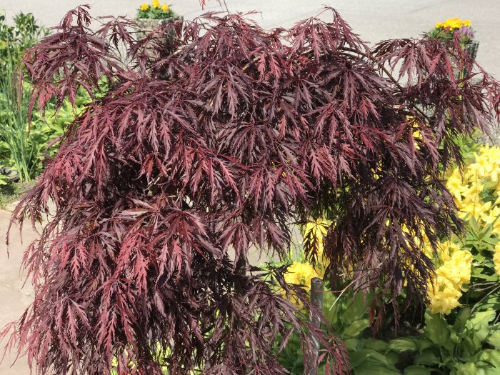 Blodlönn med röda blad framför gula azaleablommor och grönskande bakgrund.