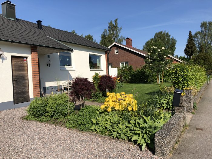 Trädgård med blommande azaleor, blodlönn, uppfart och välskött gräsmatta framför ett hus.