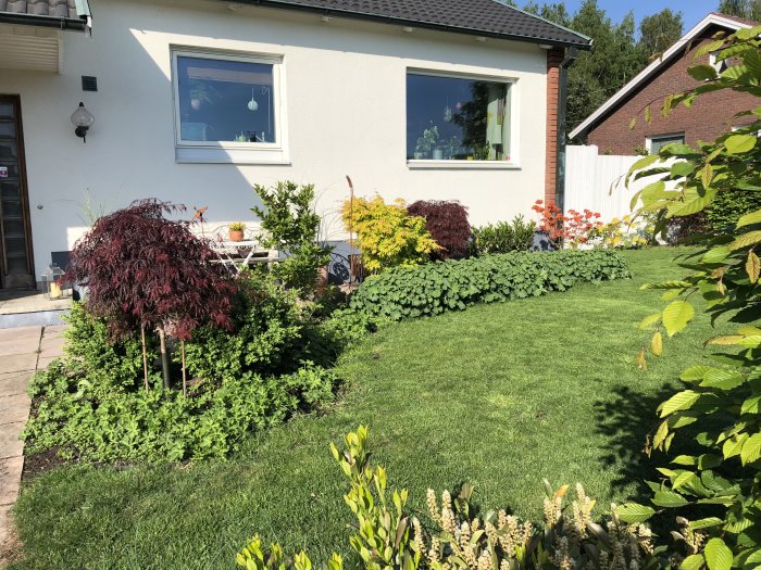 Välskött trädgård med blommande azaleor, blodlönn, grönt gräs och välskuret plommonträd vid ett hus.