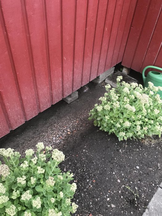 Svacka i marken vid basen av en röd kolonistuga med synlig vattensamling och gröna växter i förgrunden.