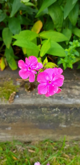 Två rosa blommor i fokus med oskarp grönska i bakgrunden och en trätrottoarkant.