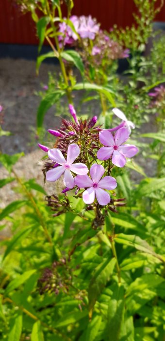 Närbild på rosa blommande växter i en trädgårdsrabatt med gröna löv i solljus.