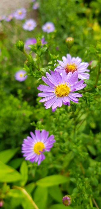 Närbild av lila blommor med gula mitten i trädgårdsrabatt, gröna blad och suddig bakgrund.