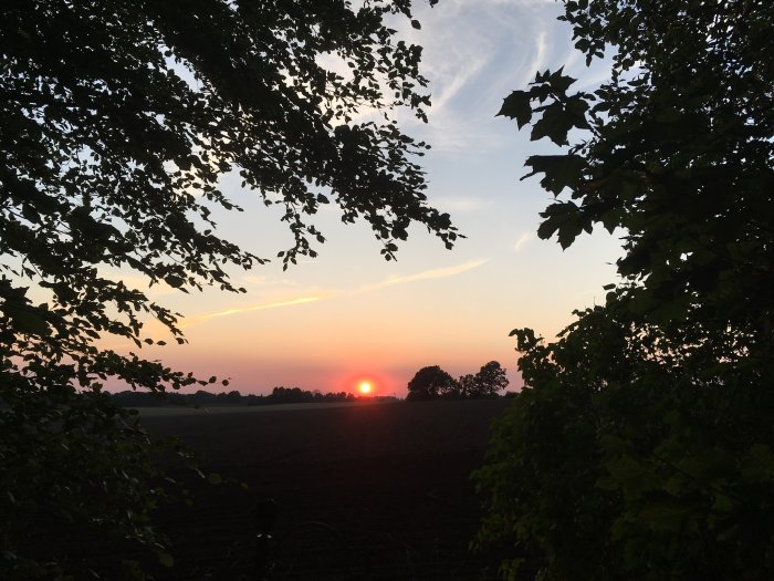 Solnedgång över ett öppet fält med silhuetter av träd och lövverk i förgrunden.