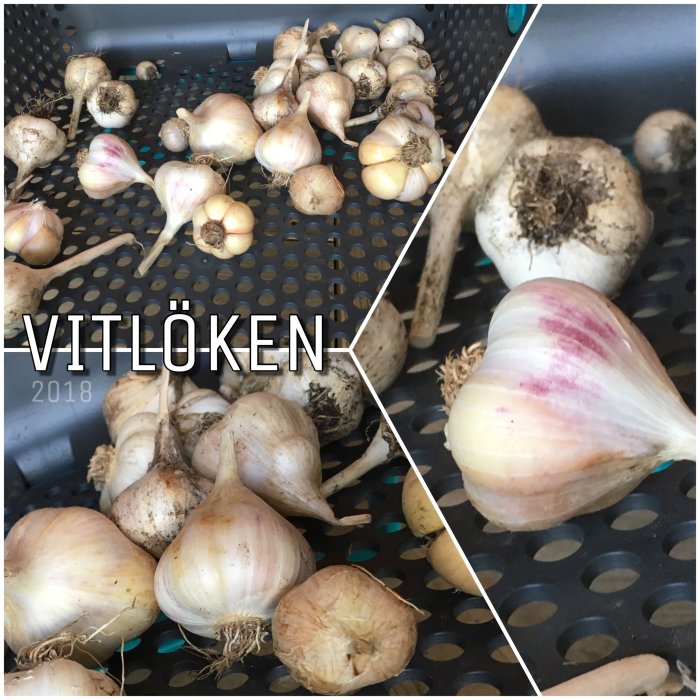 Skörd av vitlök med texten "VITLÖKEN 2018", olika storlekar på vitlökar i en låda med nätbotten.