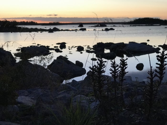 Solnedgång vid kusten med silhuett av växter och stenar vid vattnet.