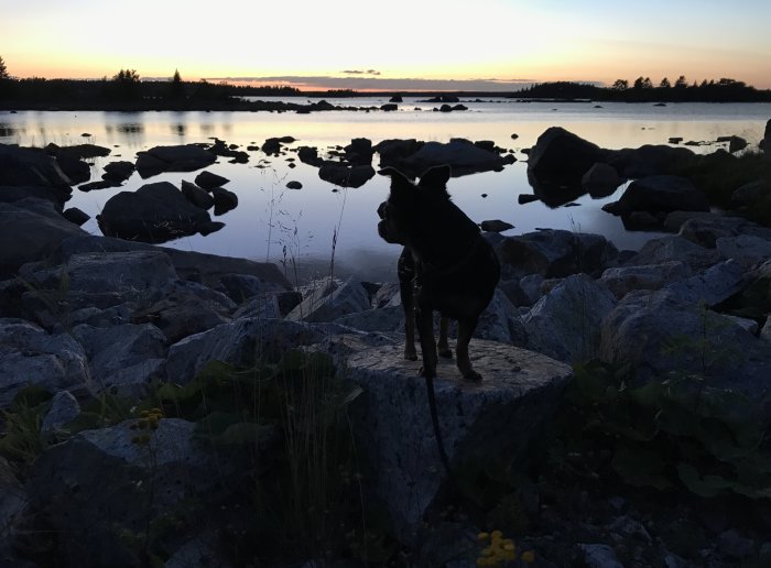 Hund silhuett mot solnedgång vid sjö med stenar och vattenspegling.