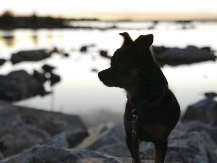Silhuett av en hund mot suddig bakgrund av en sjö vid skymning.