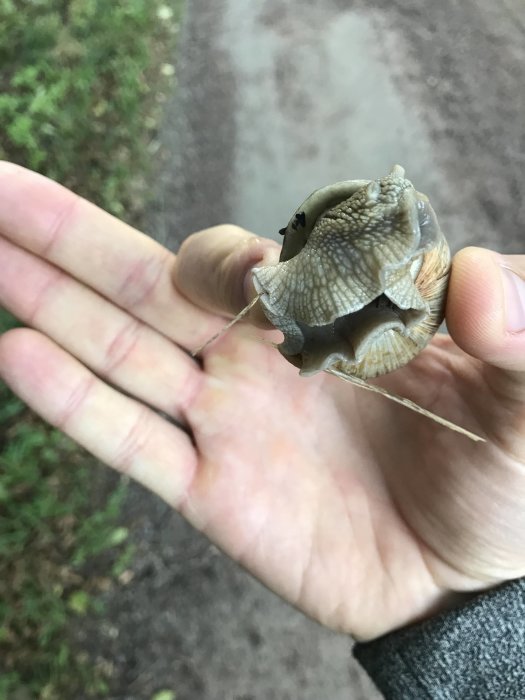 En person håller en stor snäcka i handflatan utomhus.