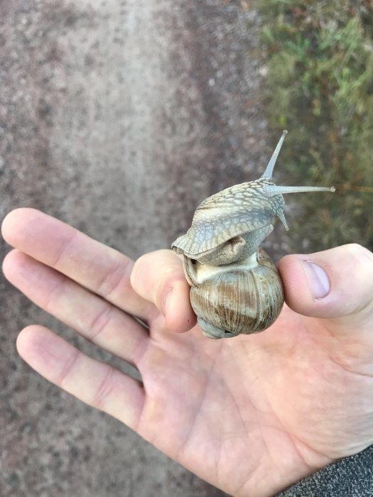 En stor snigel på en persons hand mot en grusväg bakgrund.