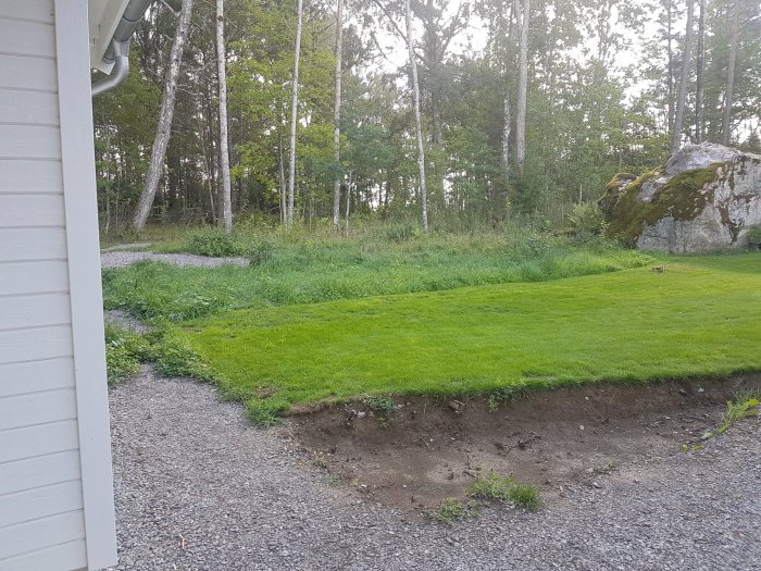 Gränsen mot skogen med en öppen gräsmatta som slutar vid en urskogsbakgrund, planerad plats för häckplantning.