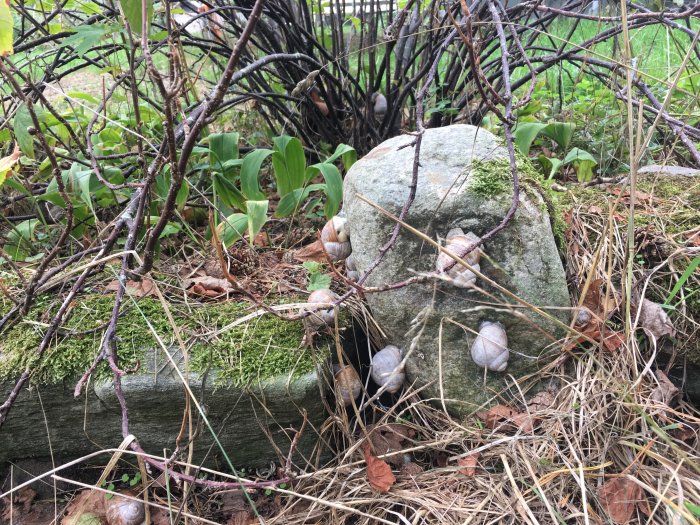 Buskar och sten med sniglar på och runt omkring i en trädgård.