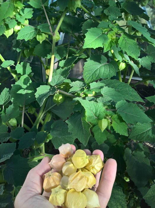 Hand håller kapkrusbär framför äppelgurkplantor i ett växthus.