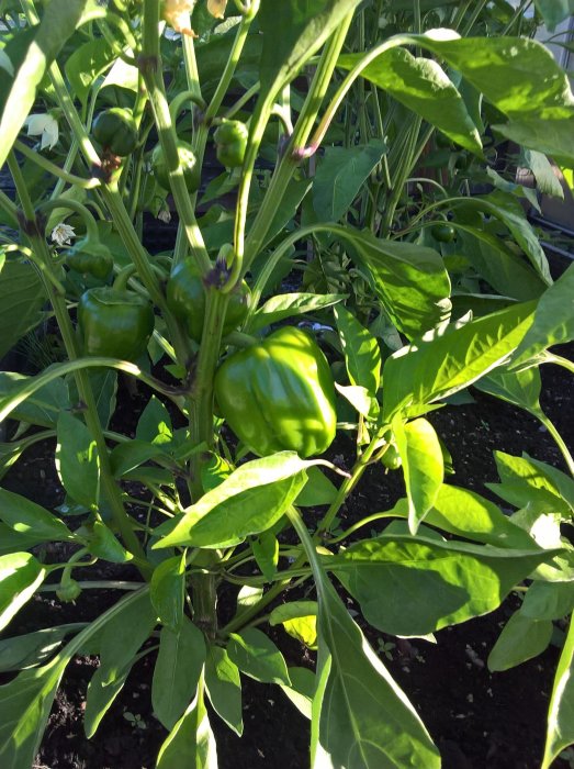 Paprikaplantor med omogna frukter i solsken, klar för skörd senare under säsongen.