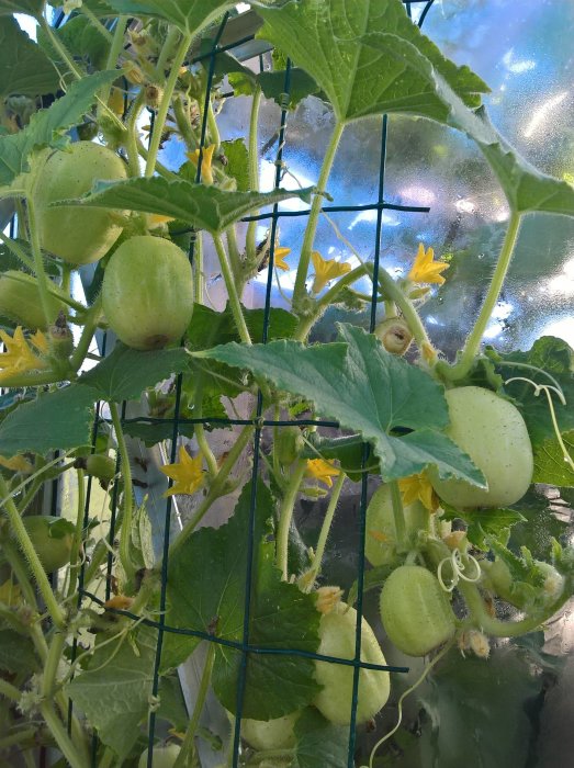 Äppelgurkor på en planta med gröna blad och gula blommor, stöds av ett blått nät, med diffust solljus i bakgrunden.