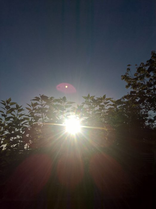 Morgonsol skiner genom bladverket på växter, symboliserar tidig höst i trädgården.